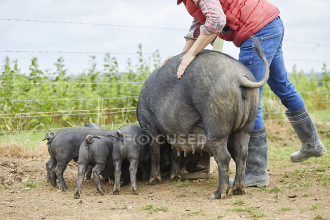 Mann auf Bauernhof füttert Schweine und Ferkel — Stockfoto