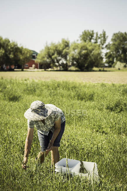 Жінка в поле носіння НД капелюх вигин вперед збирання спаржею — стокове фото