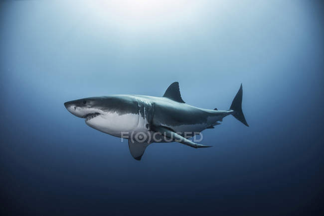 Вид сбоку на большую белую акулу, плавающую под водой — стоковое фото