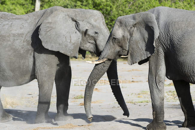 Vista lateral de elefantes africanos tocando com troncos de elefante, okavango delta, botswana — Fotografia de Stock