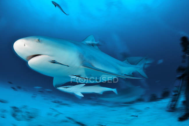 Vue latérale du requin nageant sous l'eau — Photo de stock