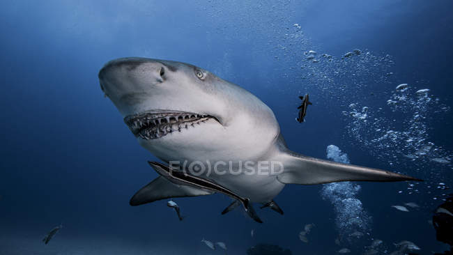 Лимонная акула плавает под водой — стоковое фото