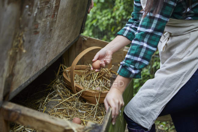 Mujer recogiendo huevos de gallinero - foto de stock
