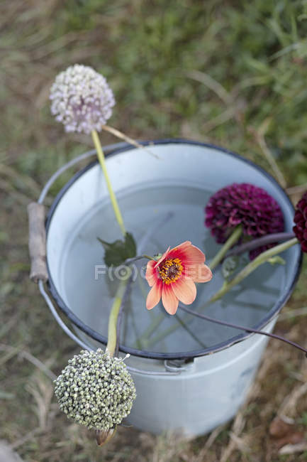 Vista superiore di fiori in secchio a appezzamento di giardino — Foto stock
