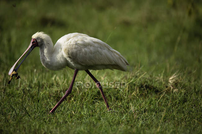 Spoonbill Africain, Parc National du Lac Nakuru, Kenya, Afrique — Photo de stock