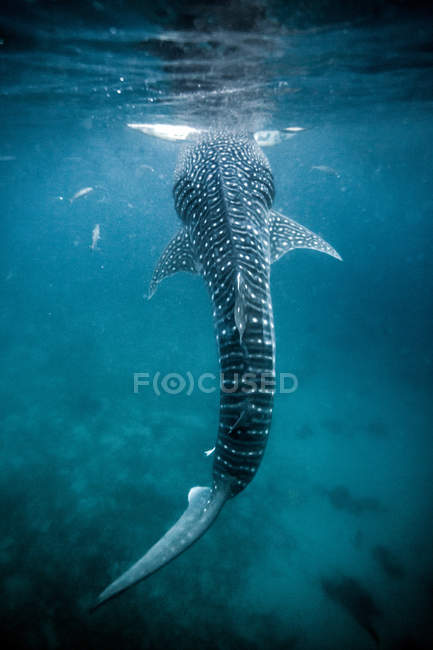 Tiburón ballena nadando bajo el agua - foto de stock