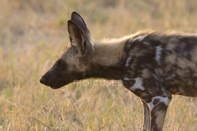 Seitenansicht eines afrikanischen Wildhundes im Chobe Nationalpark, Botswana — Stockfoto