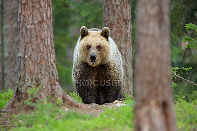 Orso bruno che cammina attraverso la foresta — Foto stock