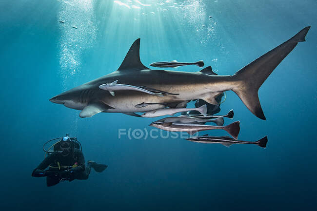 Grand requin-taupe boréal (Carcharhinus Limbatus) plongeur, Aliwal Shoal, Afrique du Sud — Photo de stock