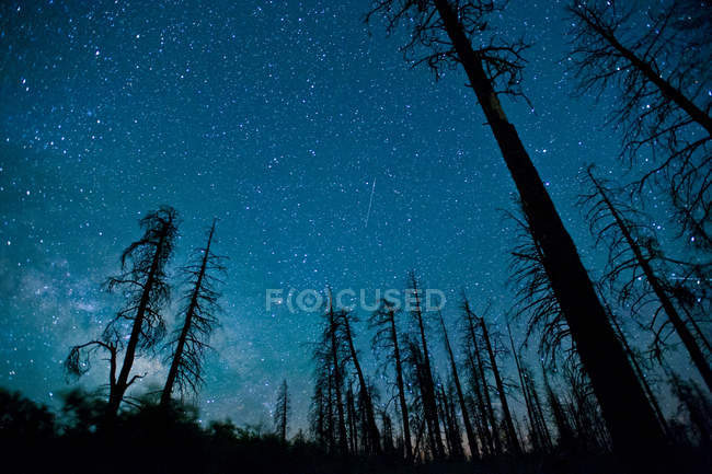 Cielo notturno con alberi in primo piano, Grand Canyon National Park, Arizona, USA — Foto stock