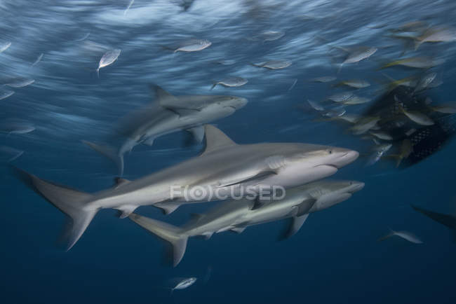 Vista submarina de tiburones de arrecife nadadores - foto de stock