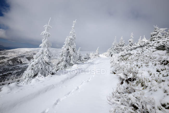 Snow covered fir trees and ground with footsteps — Stock Photo