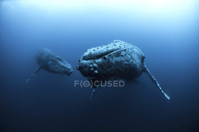 Underwater view of humpback whales, Revillagigedo Islands, Колима, Мексика — стоковое фото