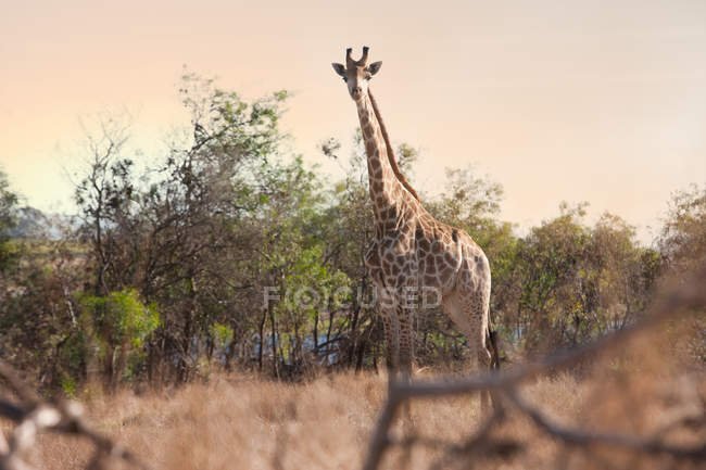 Jirafa salvaje en safari - foto de stock