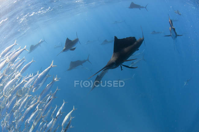 Unterwasser-Ansicht der Gruppe von Segelfischen, die große Sardinenschwärme in der Nähe der Oberfläche, contoy island, quintana roo, Mexico — Stockfoto