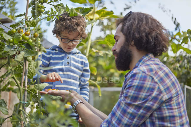 Padre e hijo contando tomates cherry recogidos en la asignación - foto de stock