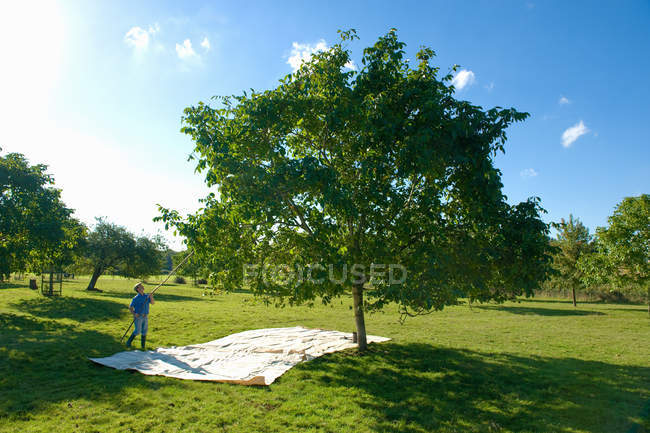 Чоловік витягує волоські горіхи з дерева з жердиною в горіховому гаю — стокове фото