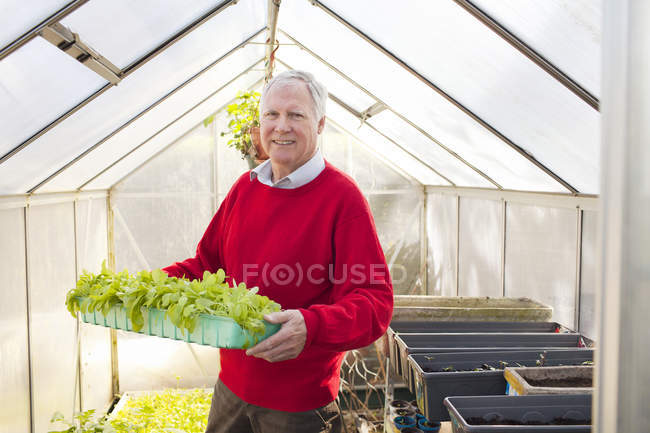 Hombre mayor sosteniendo plantas en invernadero - foto de stock