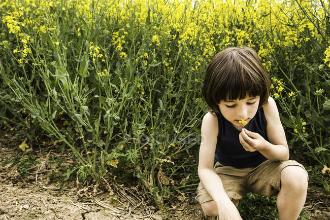 Niño agachado oliendo flor amarilla del campo - foto de stock