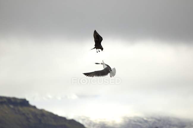 Vista de stercorarius parasiticus atacando gaivota de entrada — Fotografia de Stock