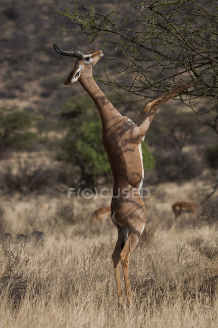 Gazela em pé sobre as pernas traseiras pastando no arbusto — Fotografia de Stock
