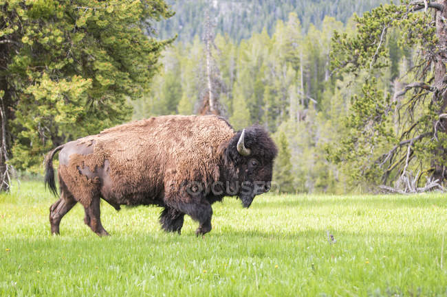 Seitenansicht amerikanischer Bisonbulle beim Wandern im Yellowstone Nationalpark, Wyoming, USA — Stockfoto