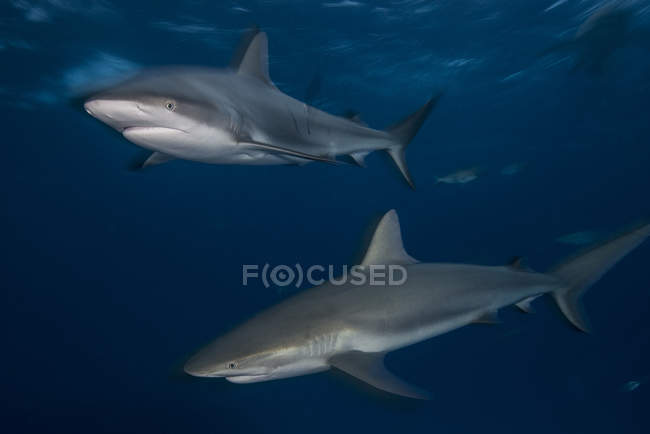 Unterwasser-Blick auf schwimmende Riffhaie — Stockfoto