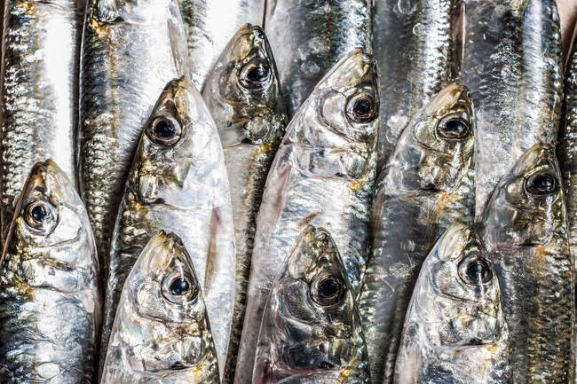 Full frame image of pile of dead fish in row — Stock Photo