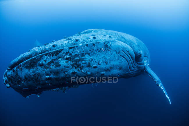 Rorqual à bosse femelle se reposant dans les profondeurs autour de Roca Partida Island, Mexique — Photo de stock