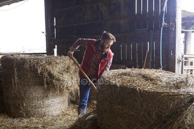 Homme dans une grange pelletant du foin — Photo de stock