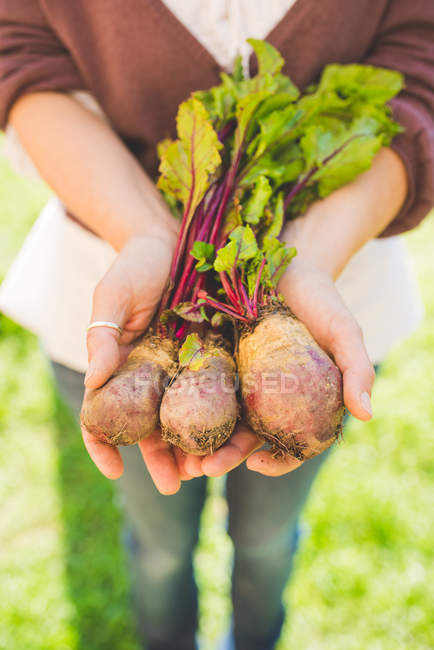Руки женщины держат три свеклы в саду — стоковое фото