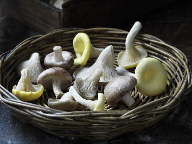 Funghi esotici freschi raccolti in cesto di vimini — Foto stock