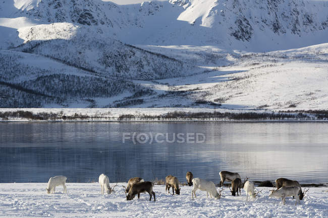 Rentierweiden in der Nähe der schneebedeckten Küste, lofoten und vesteralen Inseln, Norwegen — Stockfoto