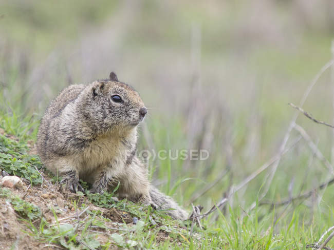 Otospermophilus beecheyi o California Ground Squirrel, Berkeley, California, USA — Foto stock