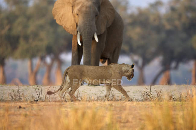 Leo leonessa o Panthera passeggiando davanti a toro elefante africano o Loxodonta africana, Parco nazionale delle piscine di Mana, Zimbabwe, Africa — Foto stock