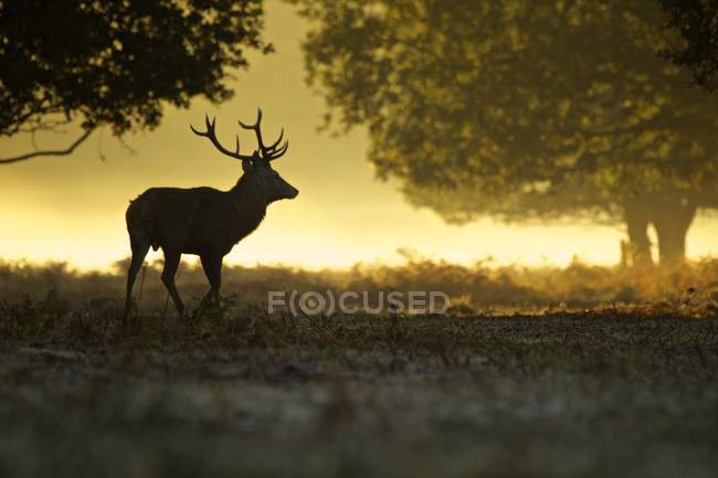 Silhouette of red deer stag at dawn — Stock Photo