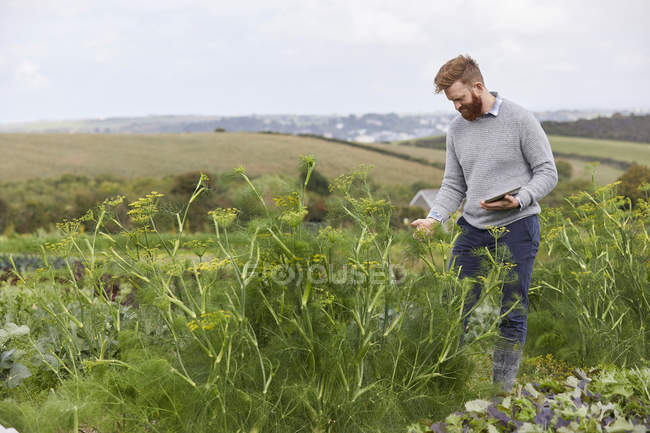 Homme sur les terres agricoles à l'aide d'une tablette numérique — Photo de stock