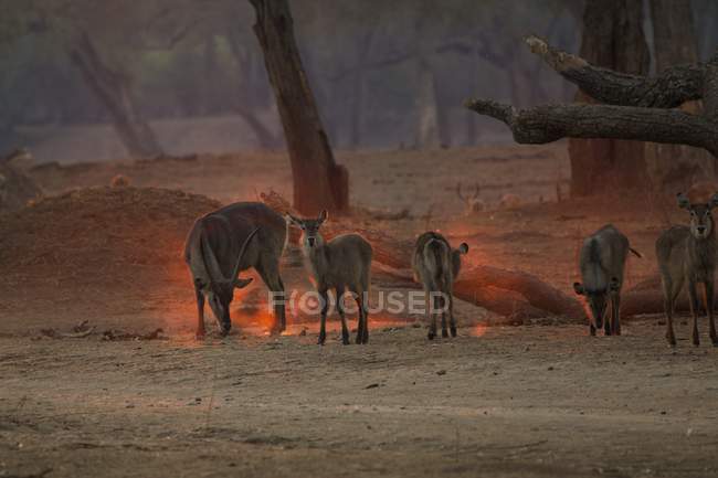Waterbucks o Kobus ellipsiprymnus al amanecer, Mana Pools, Zimbabue, África
. - foto de stock