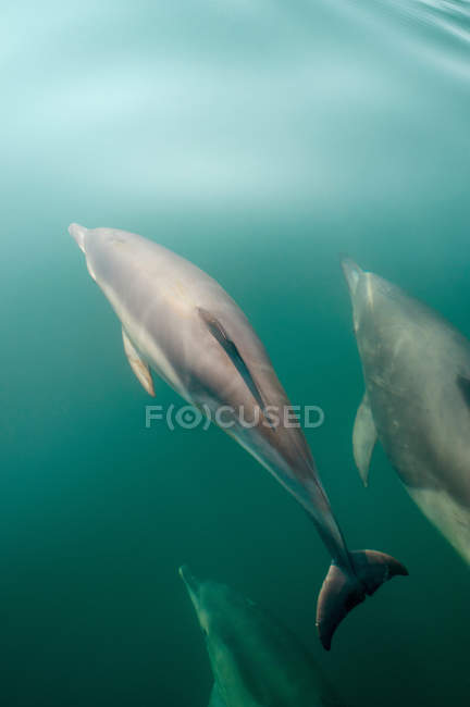 Delfines nadando bajo el agua - foto de stock
