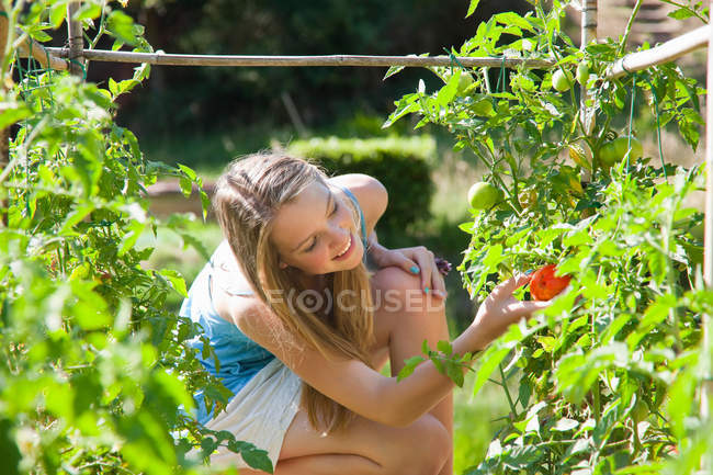 Девушка собирает помидоры на улице — стоковое фото