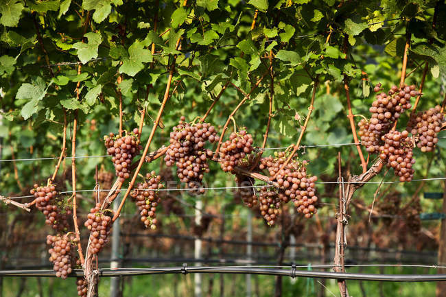 Nahaufnahme von Trauben, die im Weinberg wachsen — Stockfoto