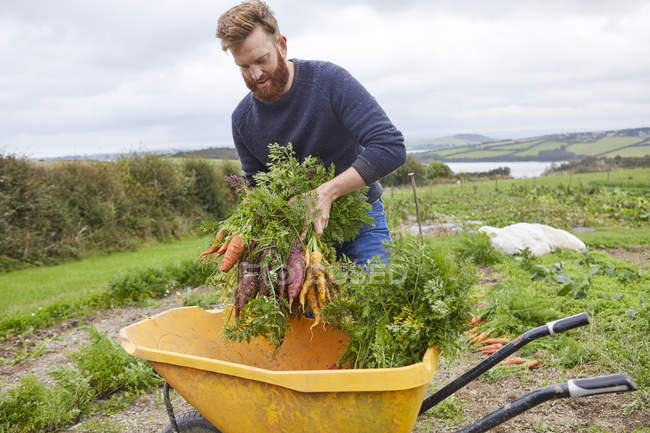 Homme à la ferme récoltant des carottes dans une brouette — Photo de stock