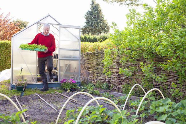Senior trägt Pflanzen in Garten — Stockfoto