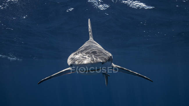 Sandbar Tubarão nadando debaixo d 'água — Fotografia de Stock