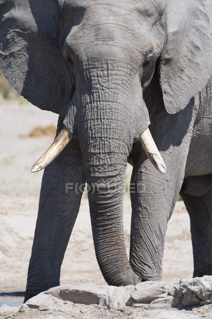 Maestoso elefante africano nel parco nazionale del coro, Botswana — Foto stock