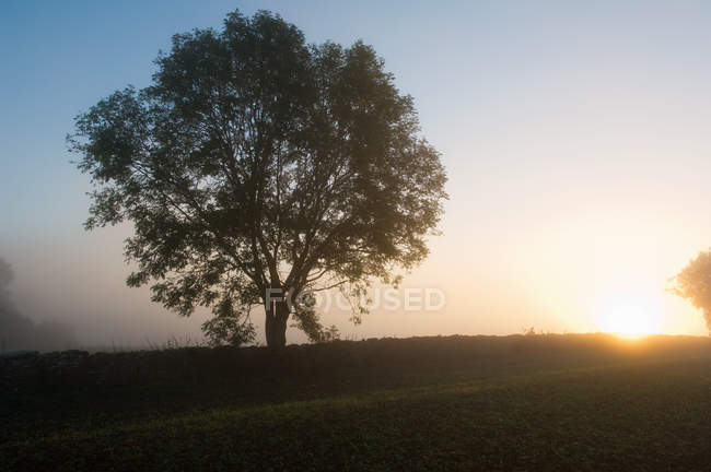 Árvore silhueta no campo — Fotografia de Stock