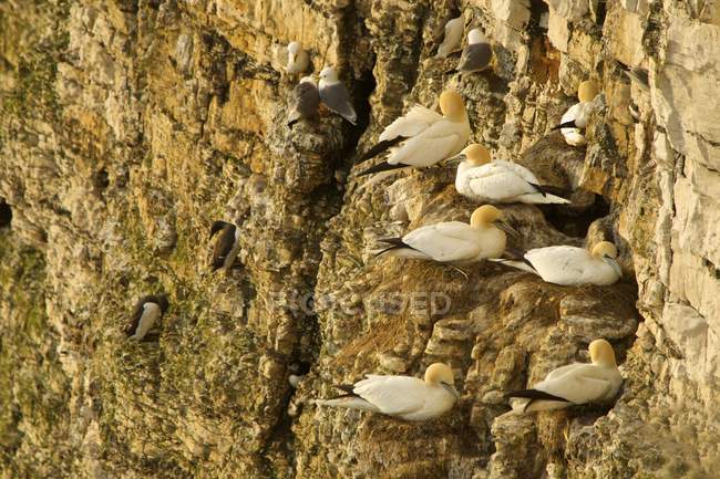 Gannets on side of rocky cliff, Bempton, Yorkshire, Inghilterra — Foto stock