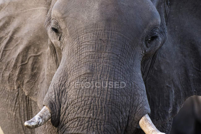 Un grand éléphant d'Afrique (Loxodonta africana), concession Khwai, delta de l'Okavango, Botswana — Photo de stock
