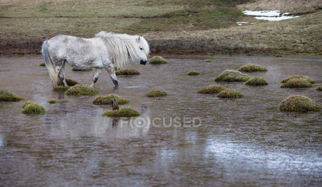 Белая лошадь, гуляющая по болотному полю — стоковое фото