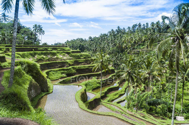 Campos de arroz verde com palmas e céu nublado — Fotografia de Stock